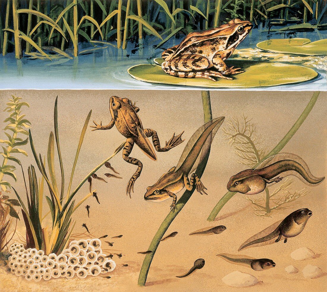 Lifecycle of a frog,illustration