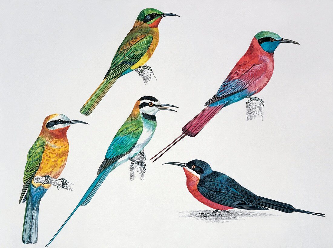 Five birds,illustration