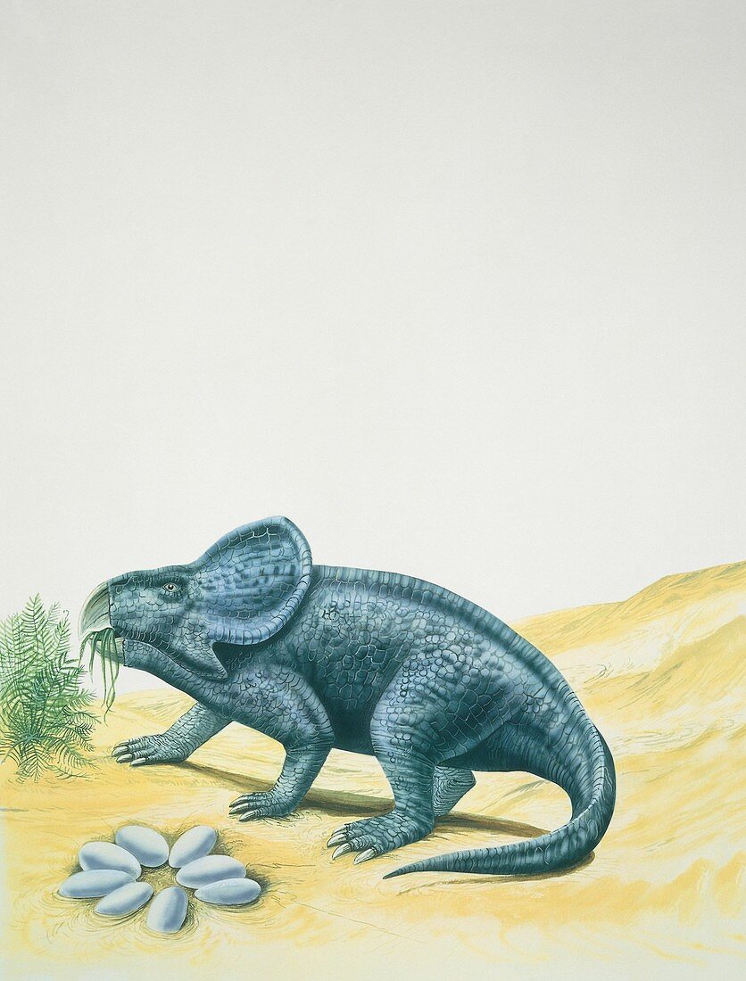 Side profile of a dinosaur,illustration