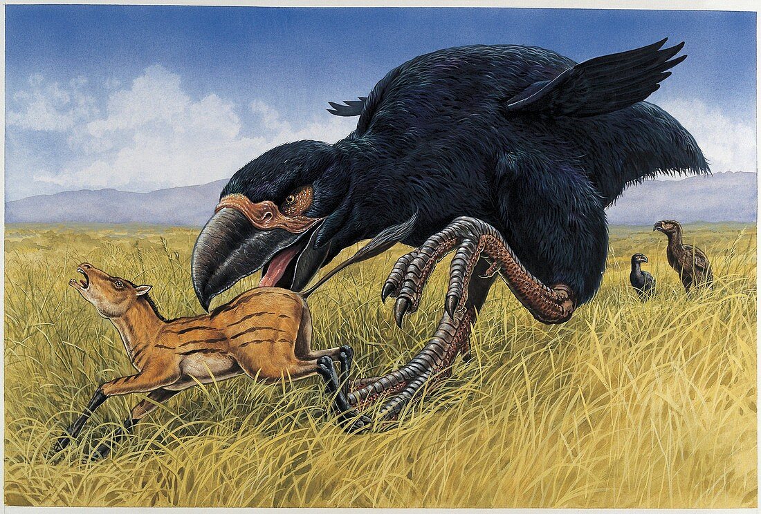Diatryma hunting an animal,illustration