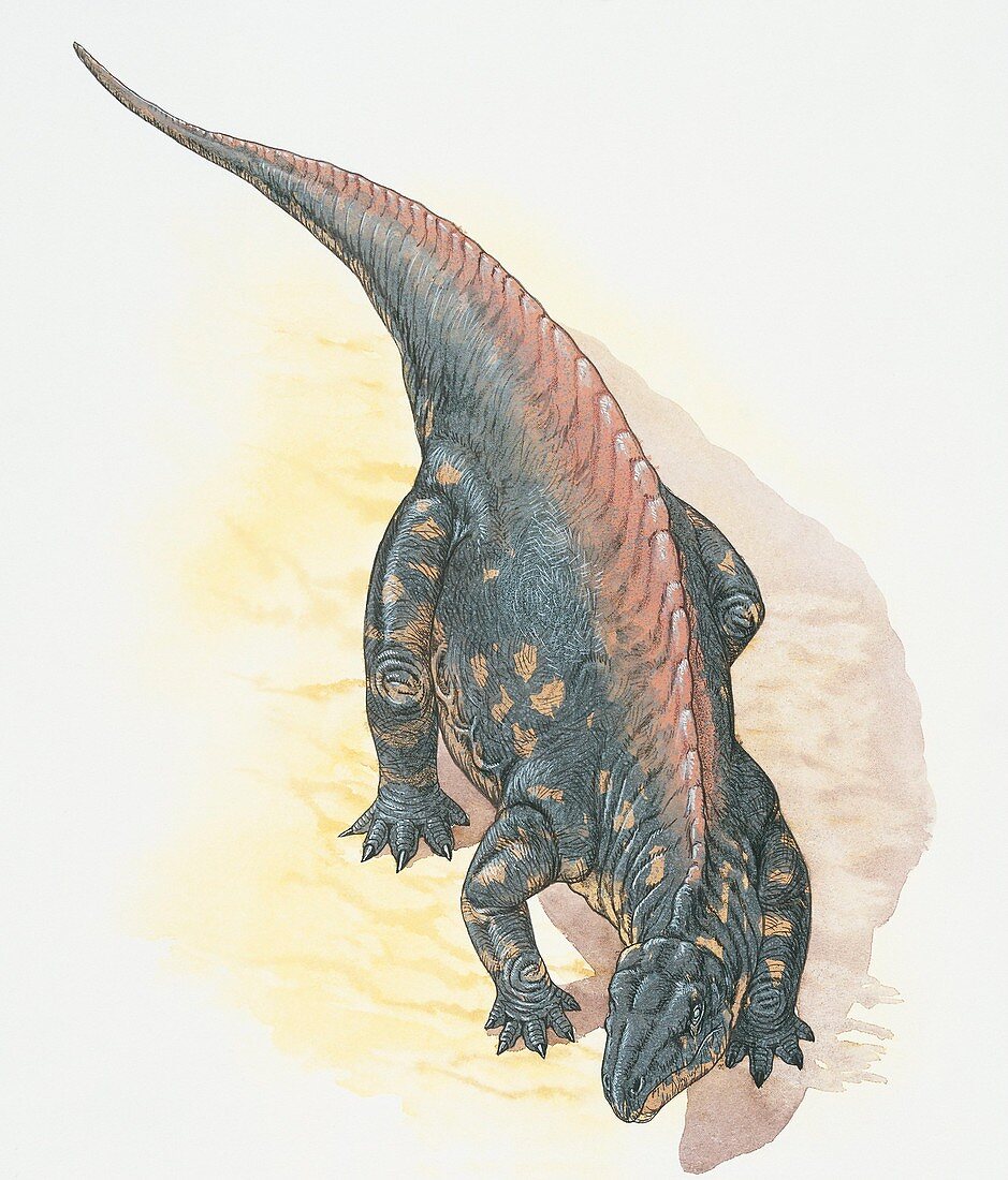 Illustration of Lotosaurus,illustration