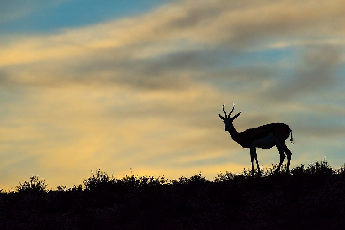 Silhouette of a Springbuck at dusk