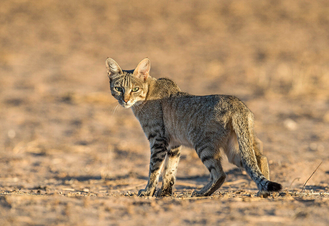 African Wildcat at dawn