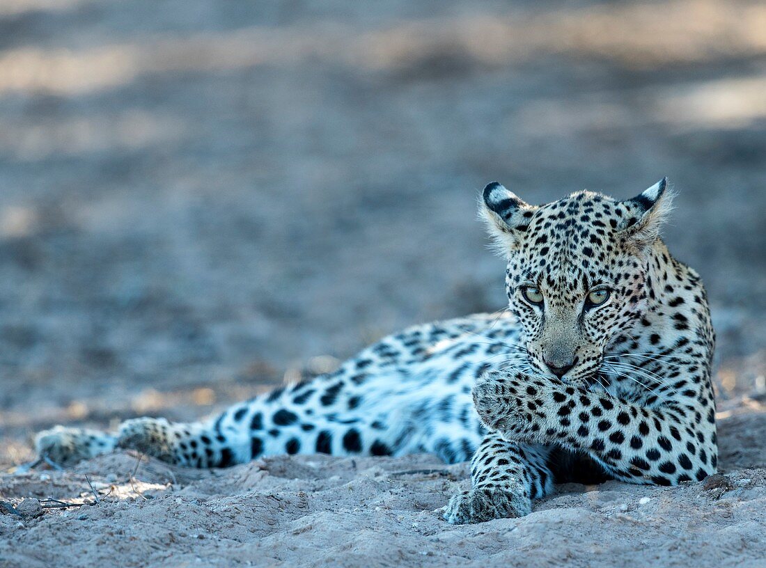 Leopard grooming