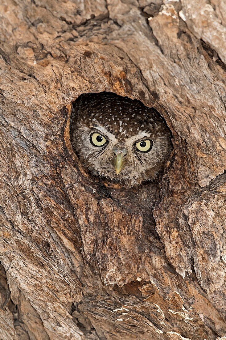 Pearl-spotted Owlet in nesting hole