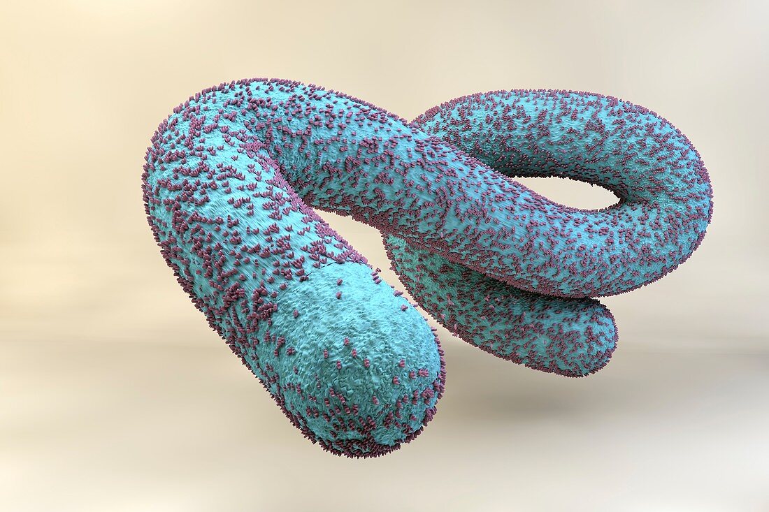 Ebola virus,illustration