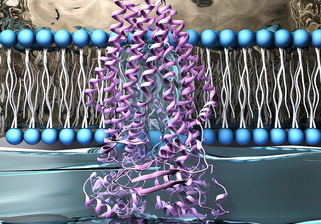 Cellular membrane pump,illustration