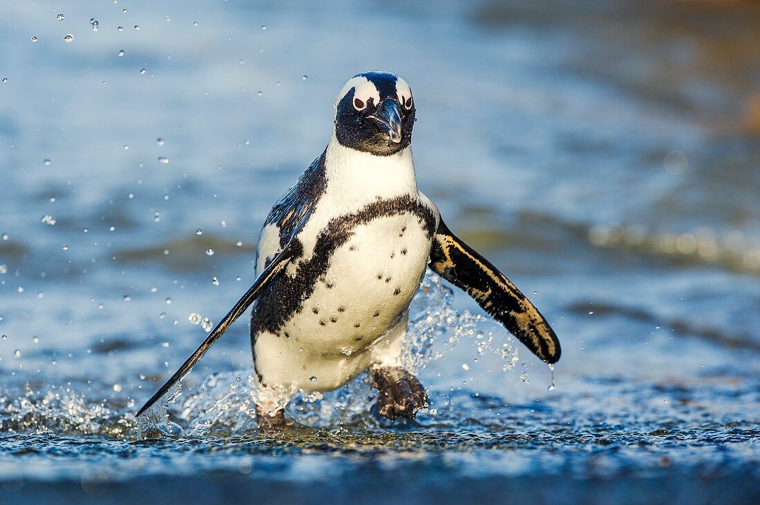 African Penguin emerging from the water