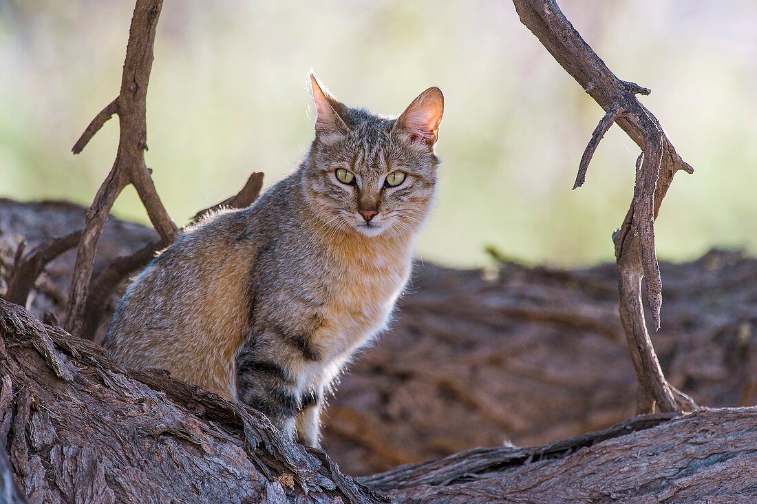 African Wild Cat resting in a large tree