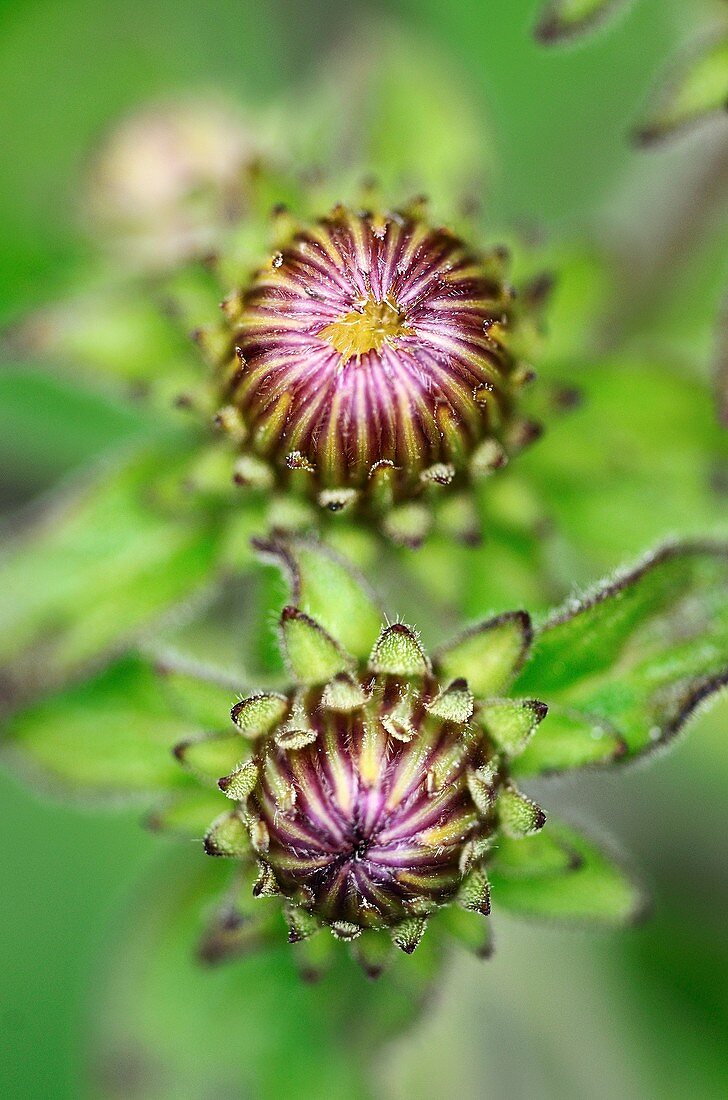 Ploughman's spikenard flower buds