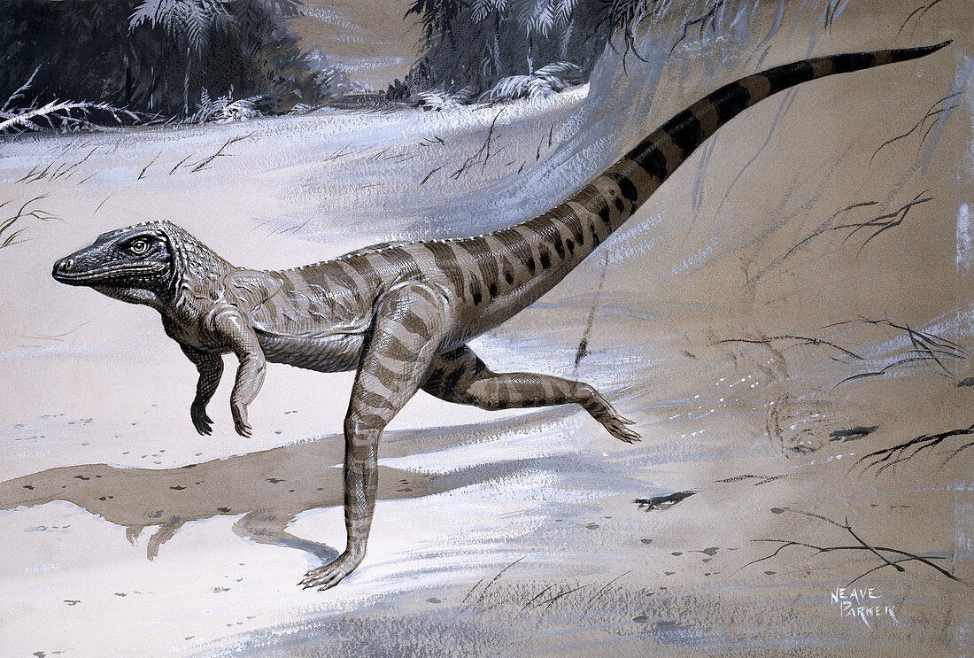Ornithosuchus prehistoric reptile