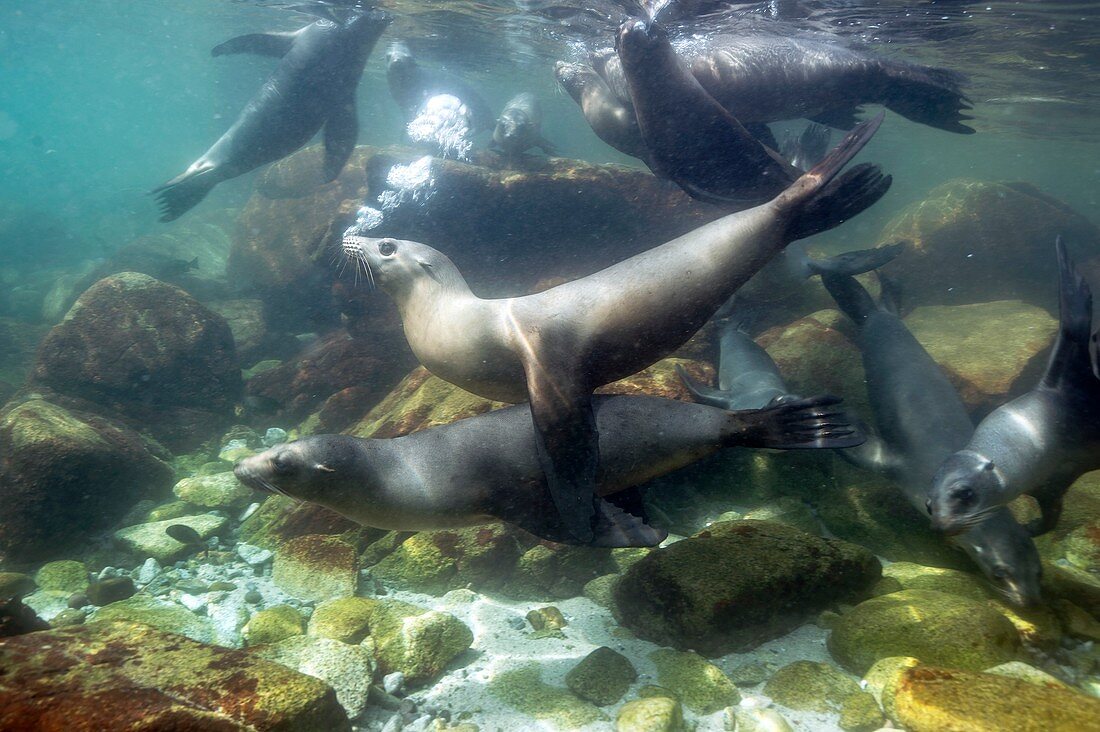 California sea lions