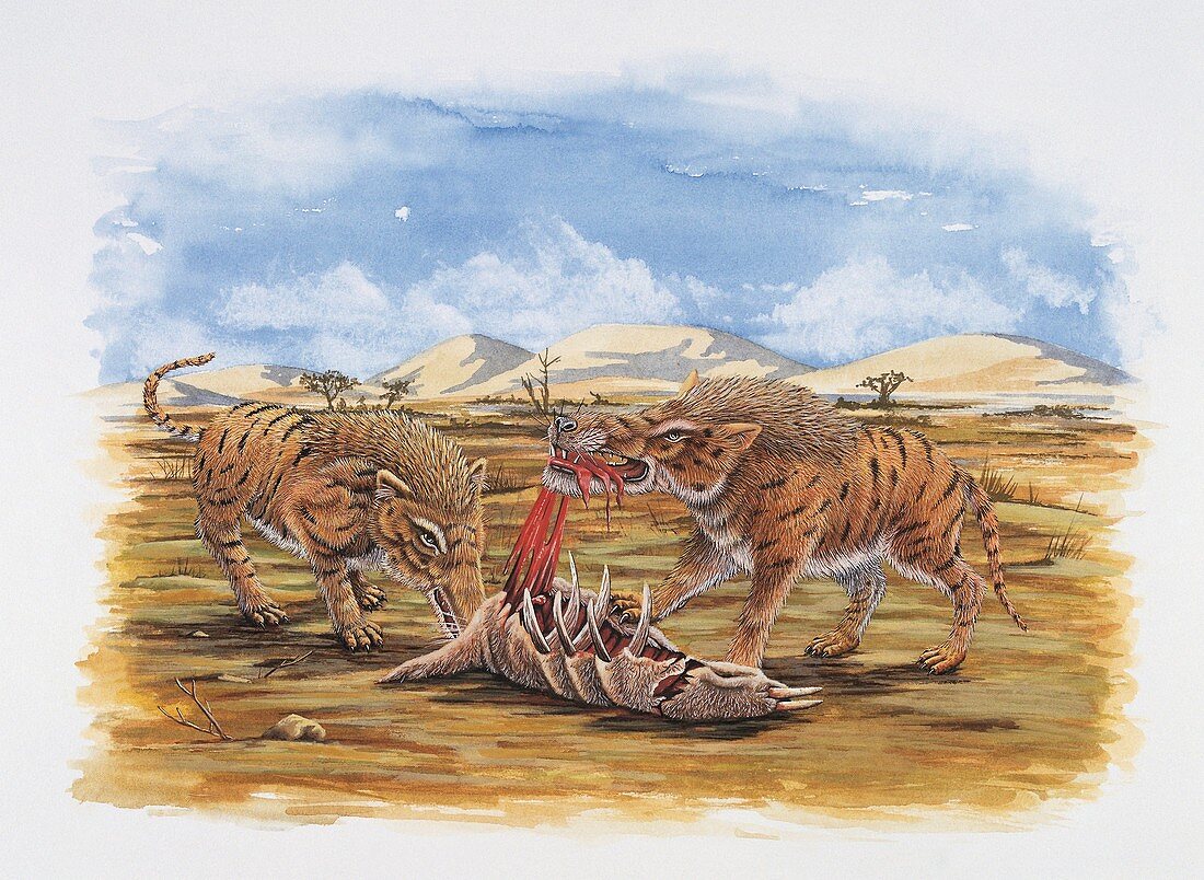 Andrewsarchus mongoliensis,illustration
