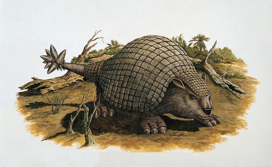 Close-up of an armadillo,illustration