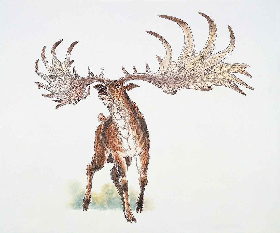Close-up of a deer,illustration