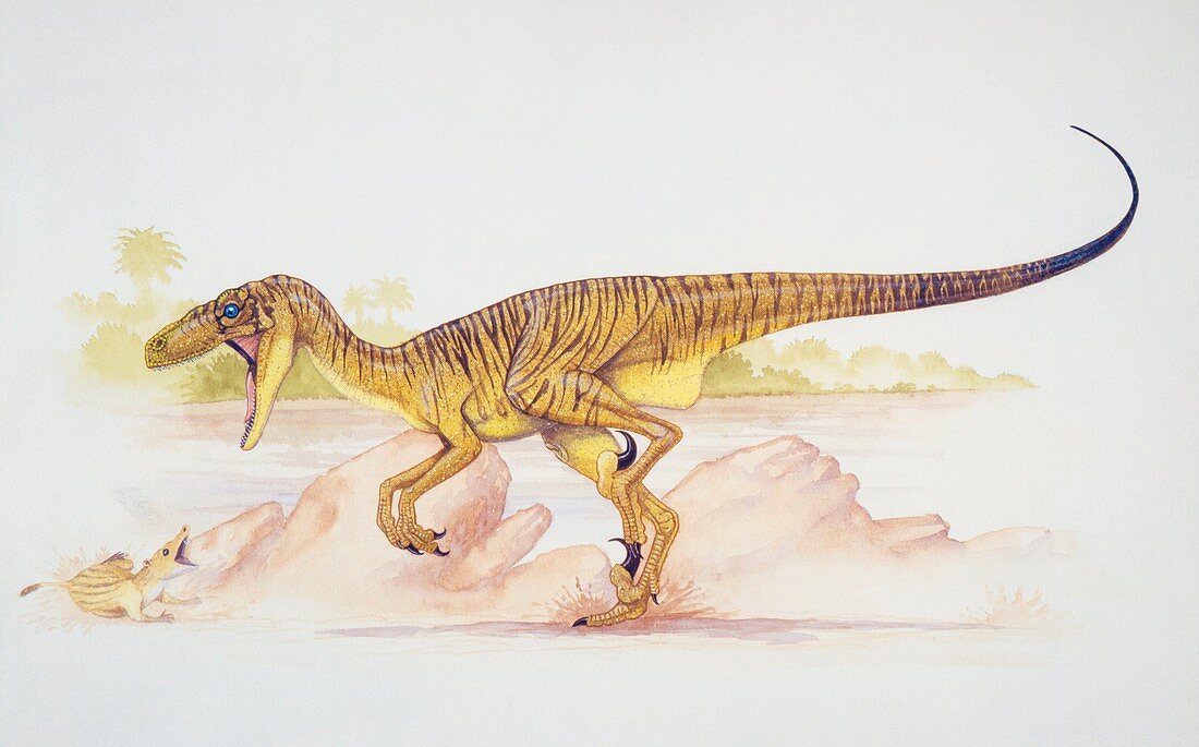 Deinonychus,illustration