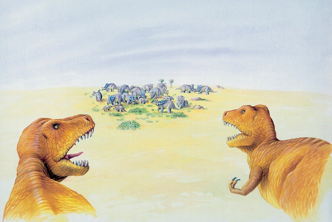 Two albertosaurus dinosaurs,illustration