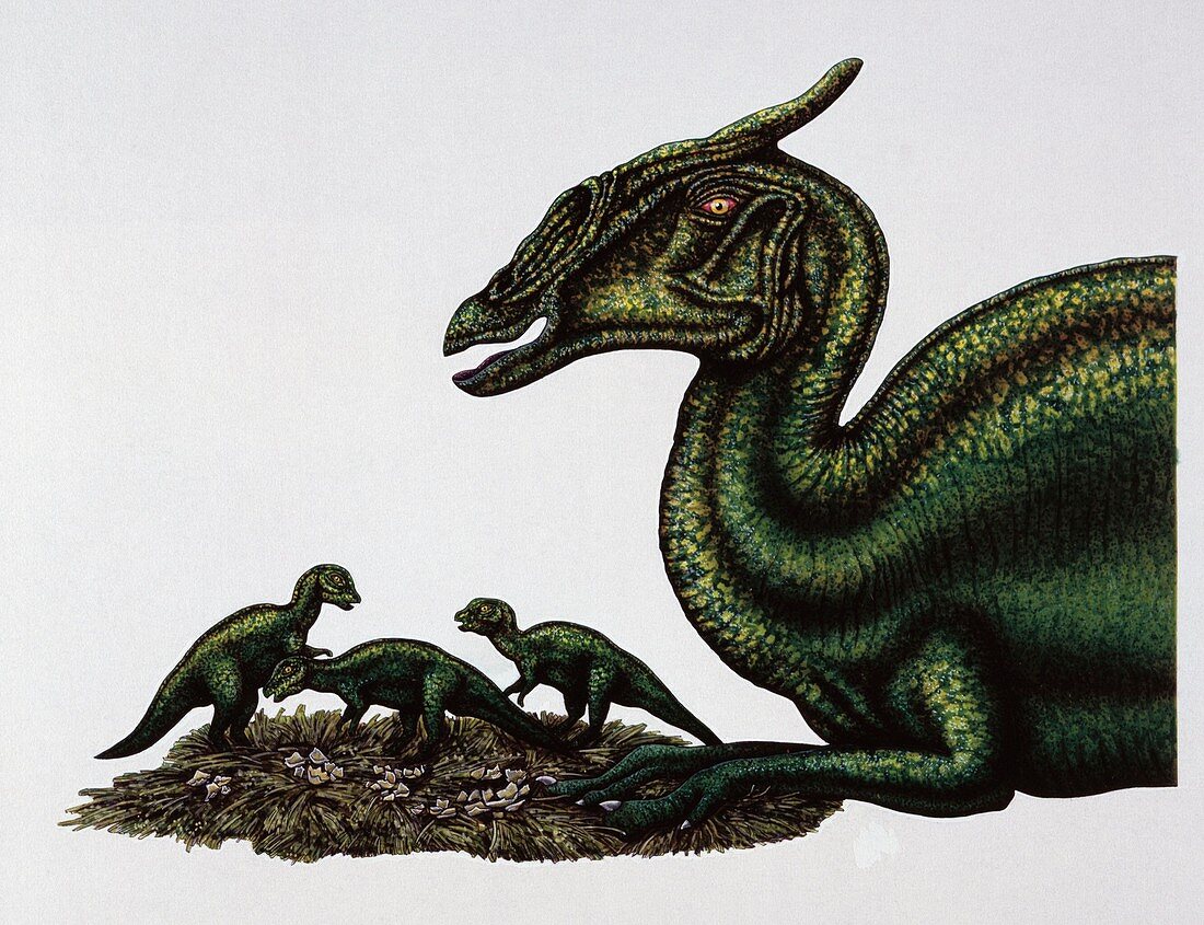 Illustration of Saurolophus,illustration