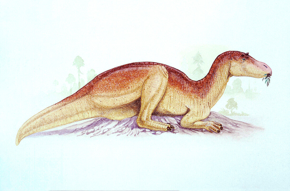 Illustration of Maiasaura