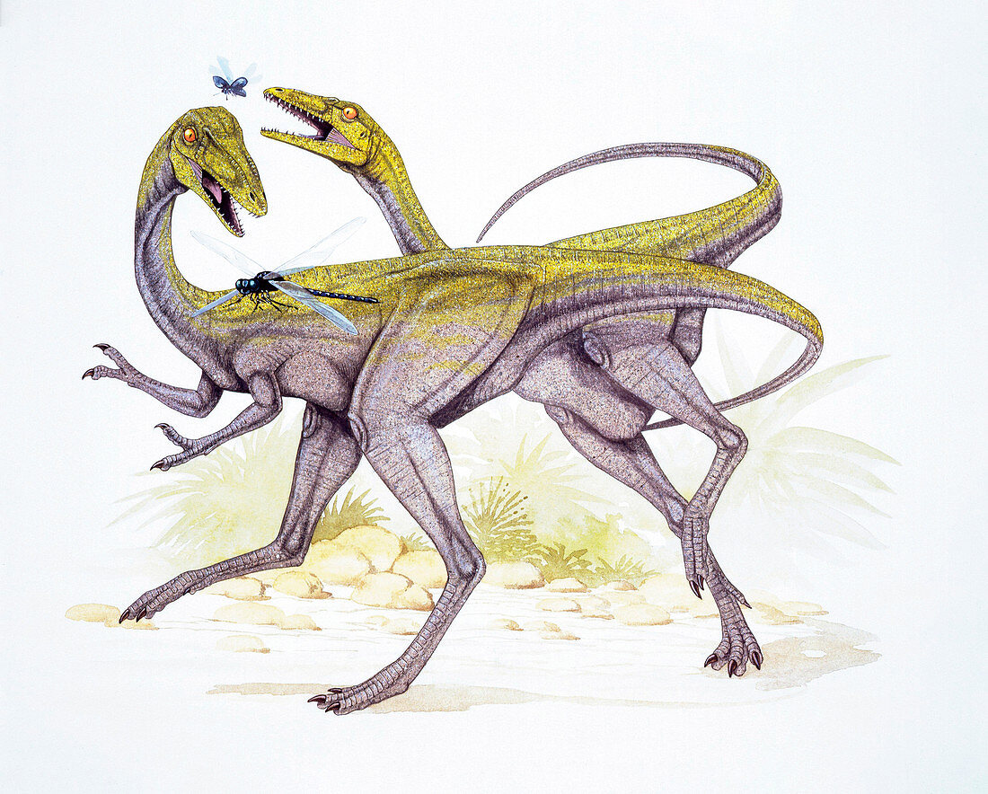 Two Compsognathus longipes,illustration