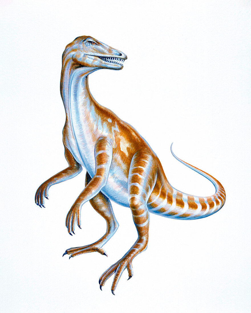 Illustration of Staurikosaurus