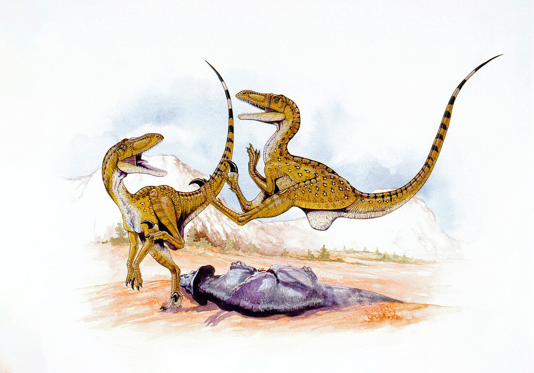 Illustration of two Velociraptors