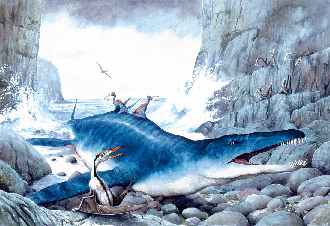 Illustration of Liopleurodon
