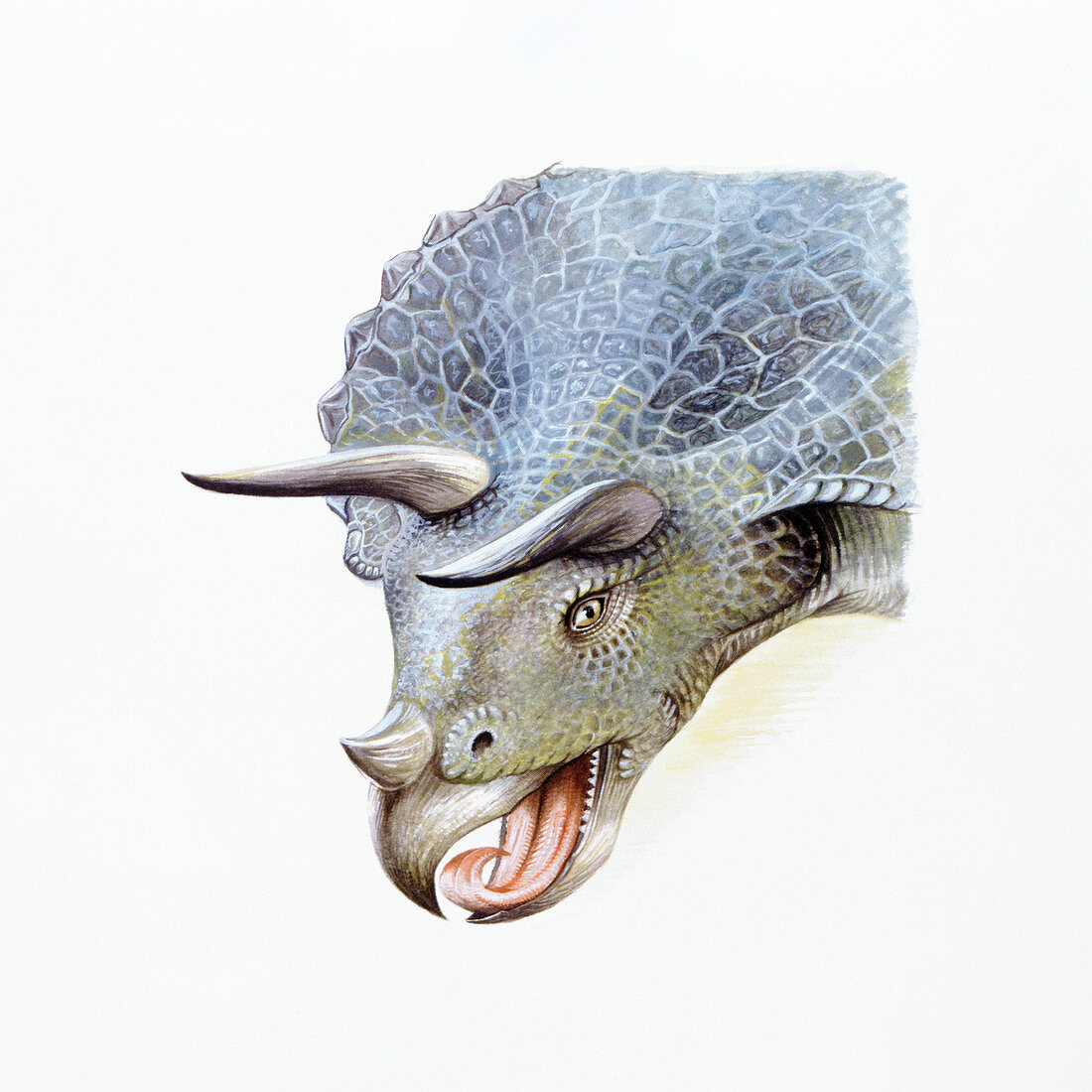 Illustration of Triceratops,close up
