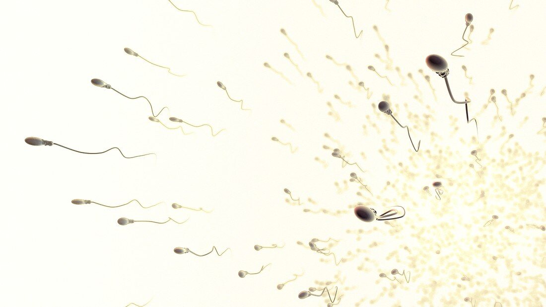 Sperm cells,illustration