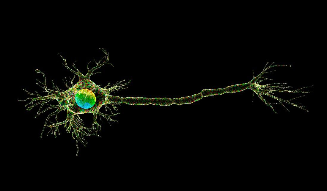Motor neuron,illustration