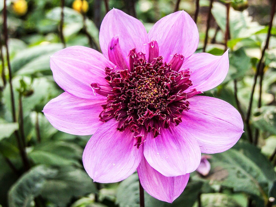 Dahlia 'Blue Bayou',Mulhouse,France