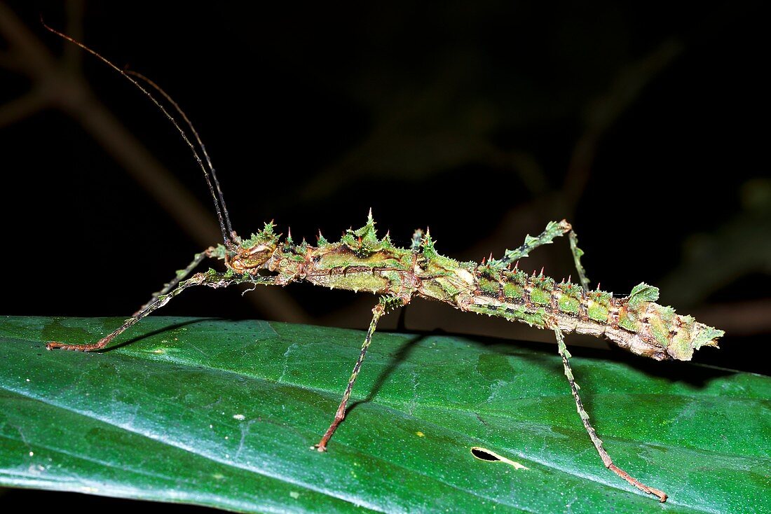Spiny stick insect