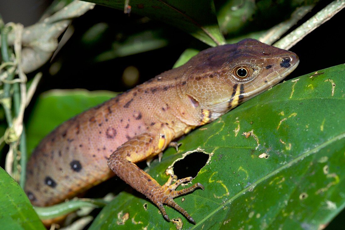 Spectacled lizard