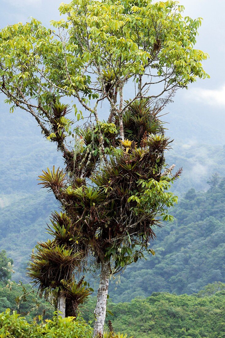 Epiphytes on a tree,Ecuador