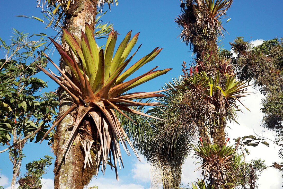 Epiphytes on palm trees,Ecuador