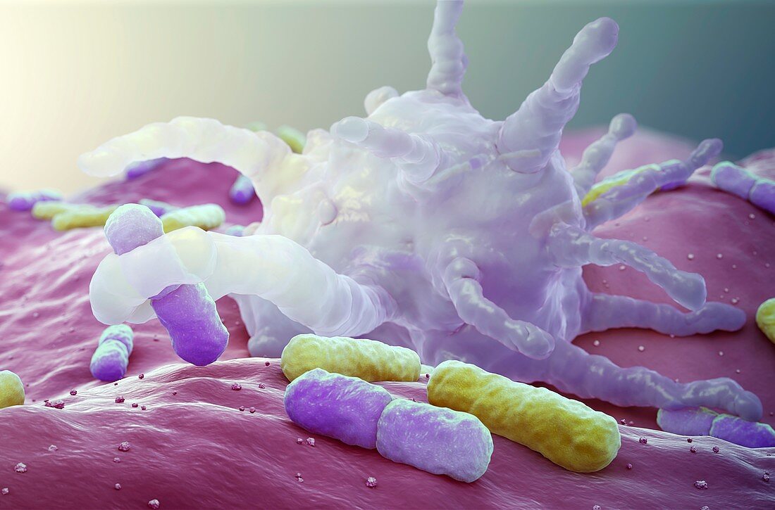 Macrophage response,illustration