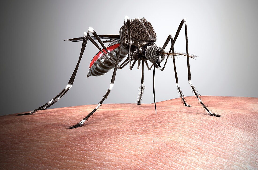 Aedes aegypti mosquito,illustration
