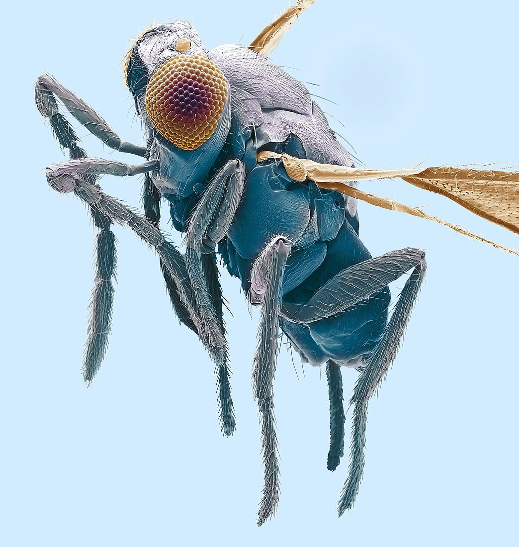 Biological control wasp,SEM