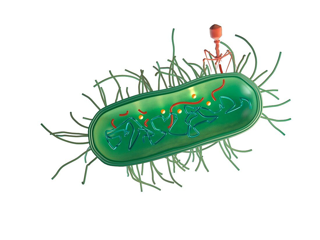 Bacterial defence against phage