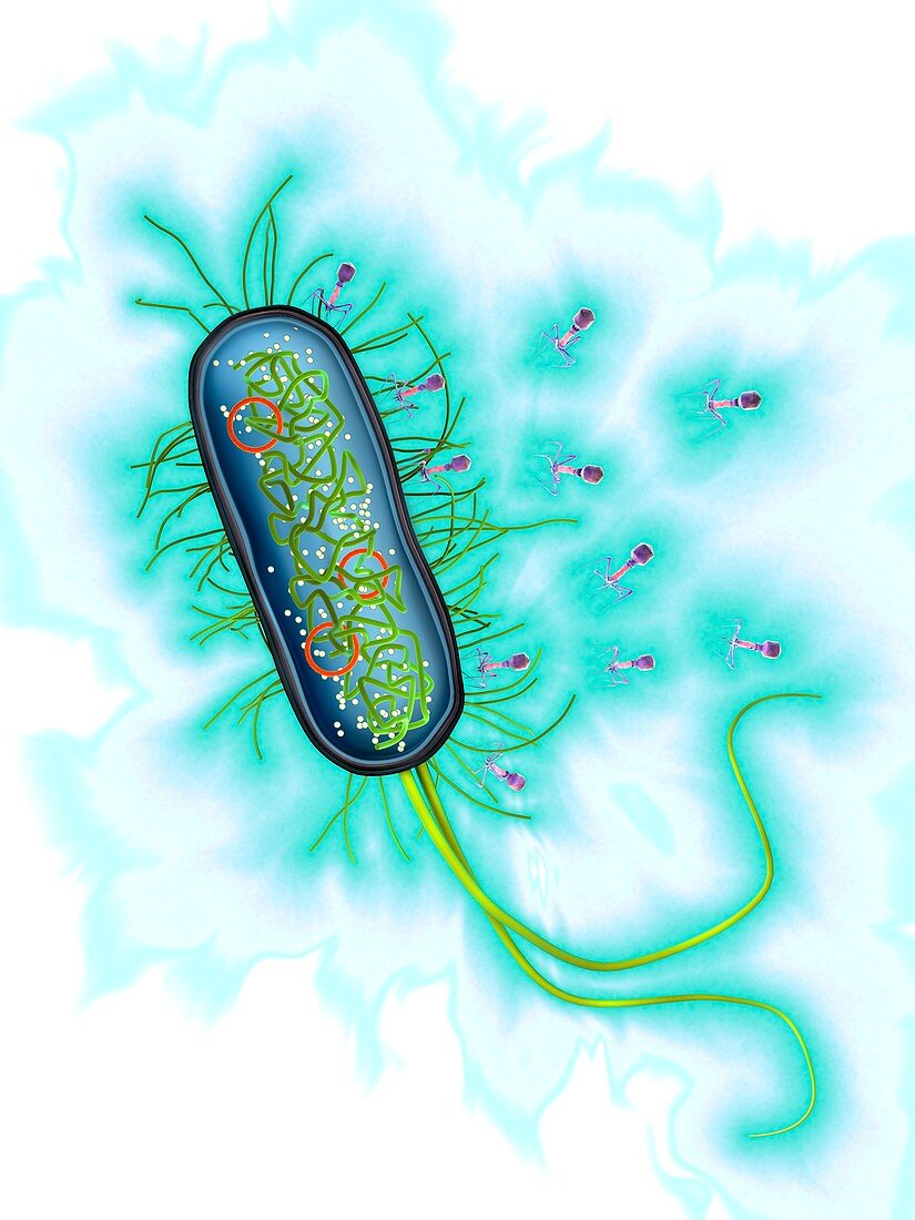 Bacteriophage attack E. coli