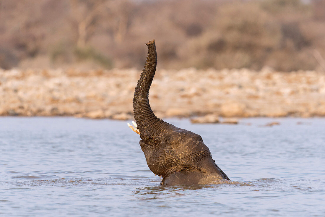 Elephant in watering hole