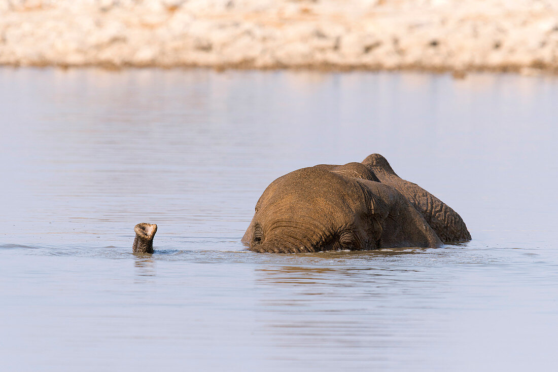 Elephant in watering hole