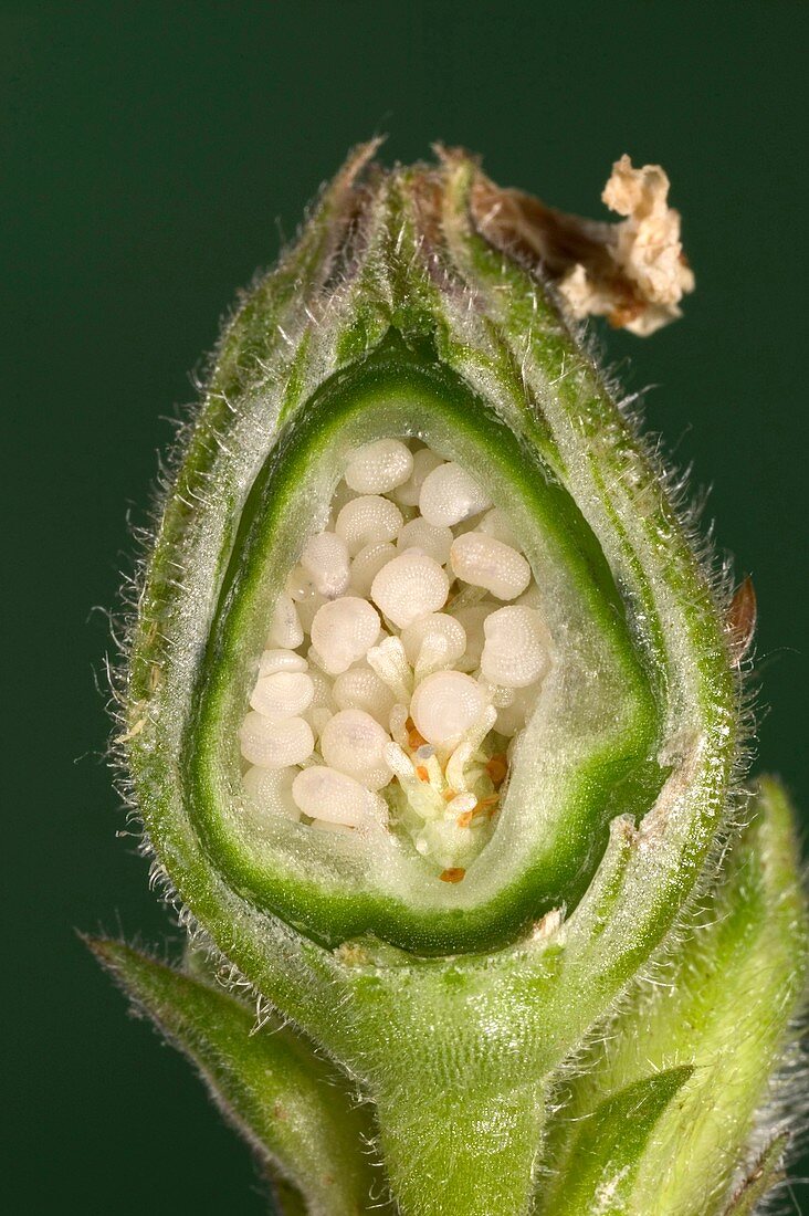 White campion fruit and seeds