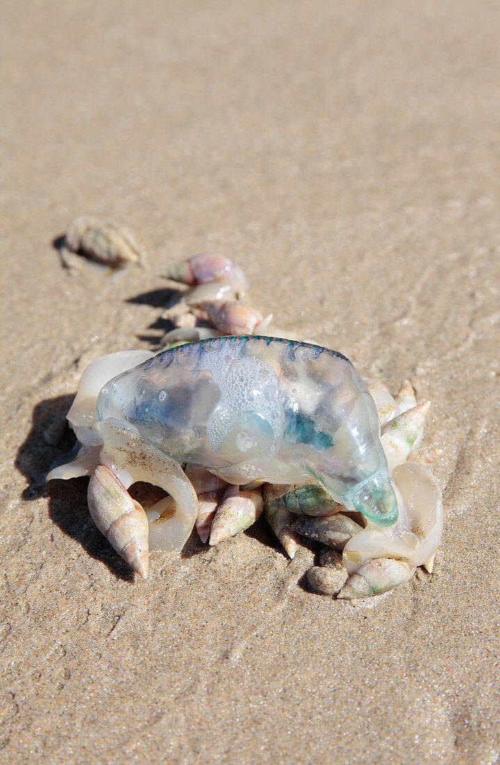 Sea snails scavenging dead jellyfish