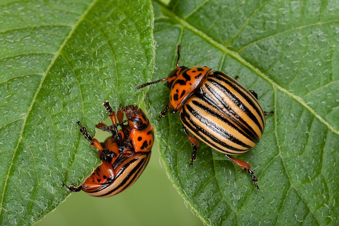 Colorado potato beetles