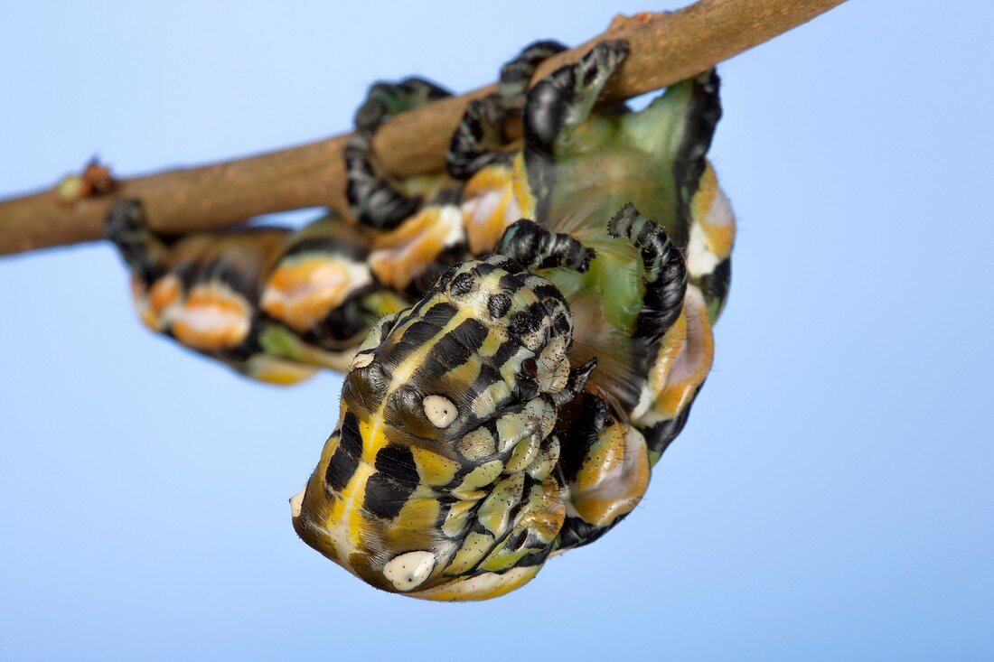 Chinese owl moth caterpillar