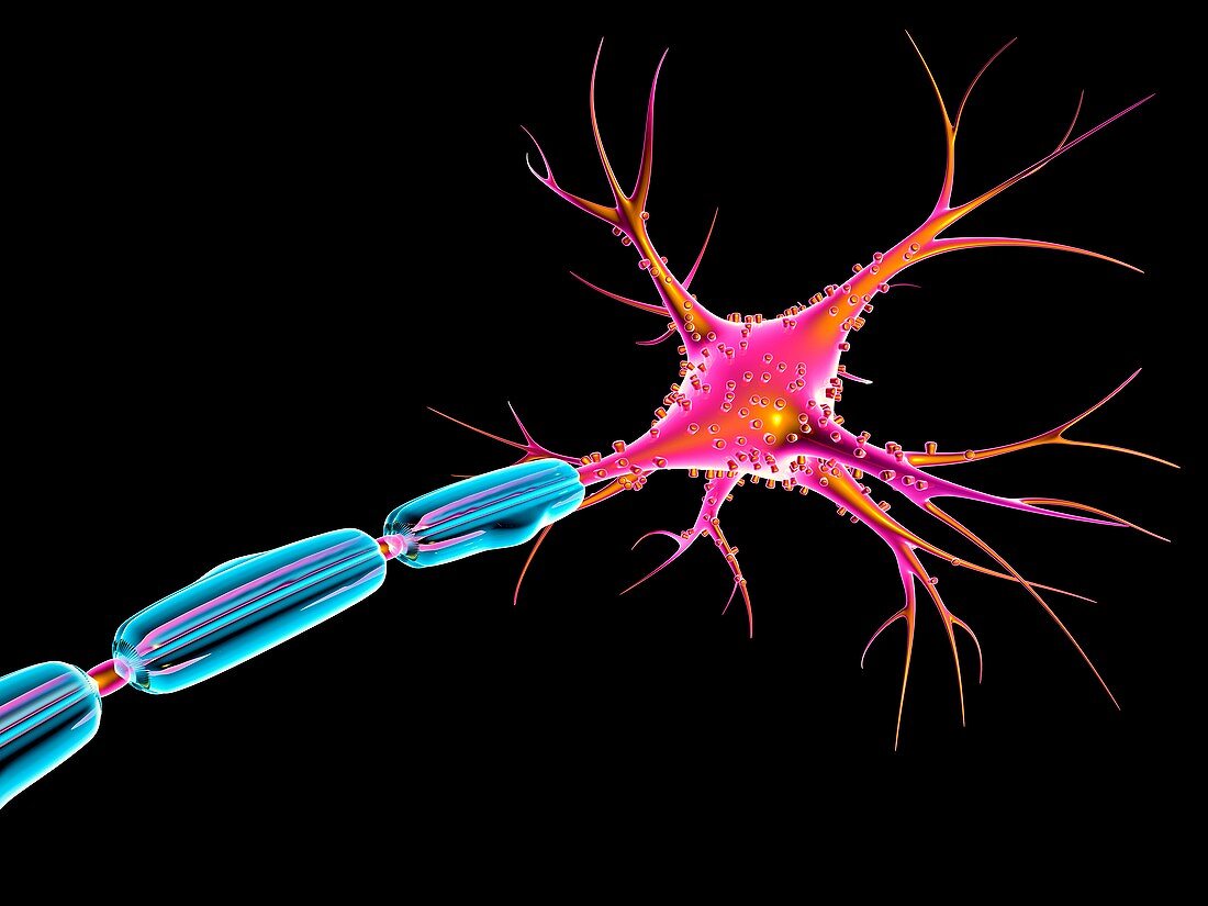 Nerve cell or Neuron,illustration