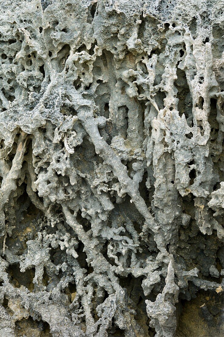 Cliff face with exposed rhizoliths