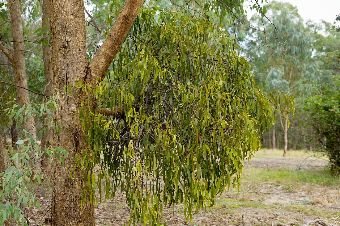 Drooping mistletoe (Amyema pendula)
