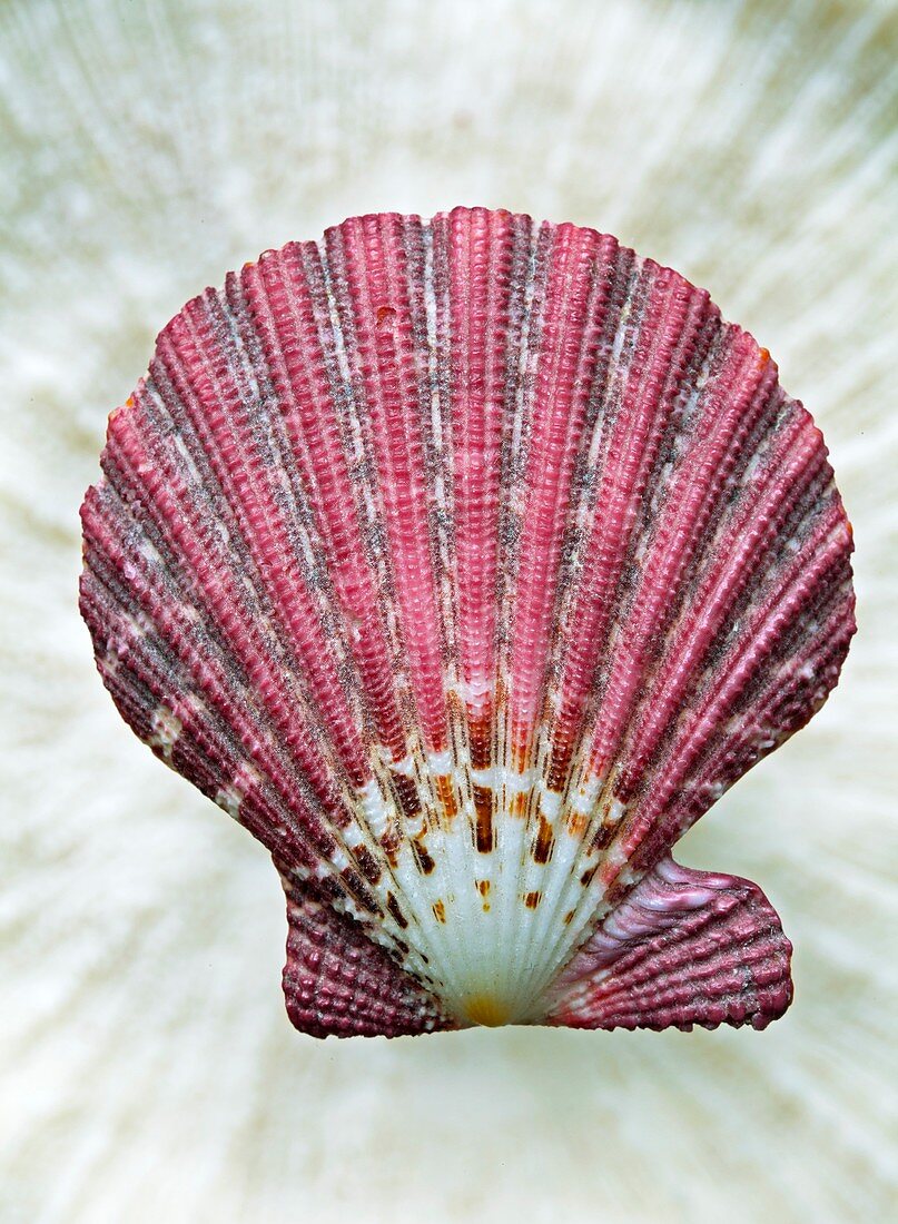 Scallop shell Gloriapallium pallium